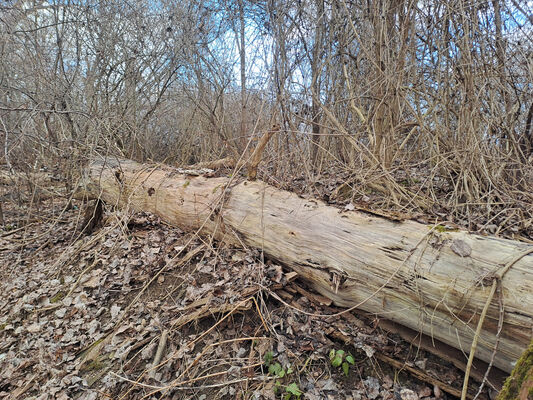 Zalužice, 15.2.2025
Červený majer - topolový remízek. 
Klíčová slova: Zalužice Červený majer Dirrhagofarsus modestus attenuatus