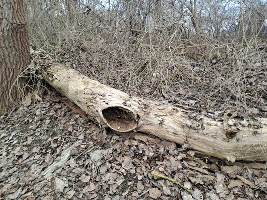 Zalužice, 15.2.2025
Červený majer - topolový remízek. 
Klíčová slova: Zalužice Červený majer Dirrhagofarsus modestus attenuatus