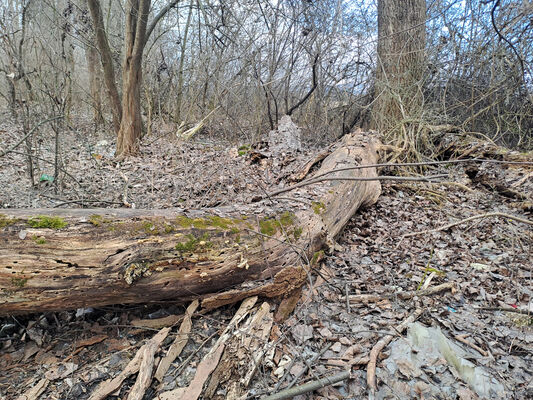 Zalužice, 15.2.2025
Červený majer - topolový remízek. 
Klíčová slova: Zalužice Červený majer Dirrhagofarsus modestus attenuatus