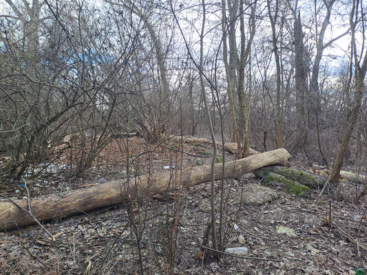 Zalužice, 15.2.2025
Červený majer - topolový remízek. 
Klíčová slova: Zalužice Červený majer Dirrhagofarsus modestus attenuatus