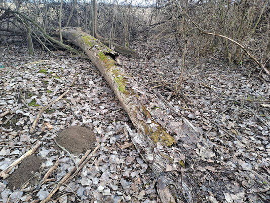 Zalužice, 15.2.2025
Červený majer - topolový remízek. 
Klíčová slova: Zalužice Červený majer Dirrhagofarsus modestus attenuatus