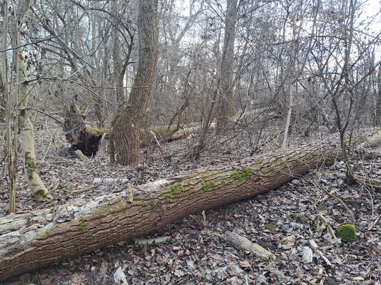 Zalužice, 15.2.2025
Červený majer - topolový remízek. 
Klíčová slova: Zalužice Červený majer Dirrhagofarsus modestus attenuatus