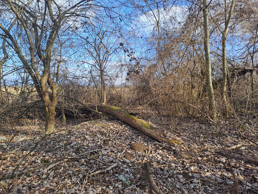 Zalužice, 15.2.2025
Červený majer - topolový remízek. 
Klíčová slova: Zalužice Červený majer Dirrhagofarsus modestus attenuatus