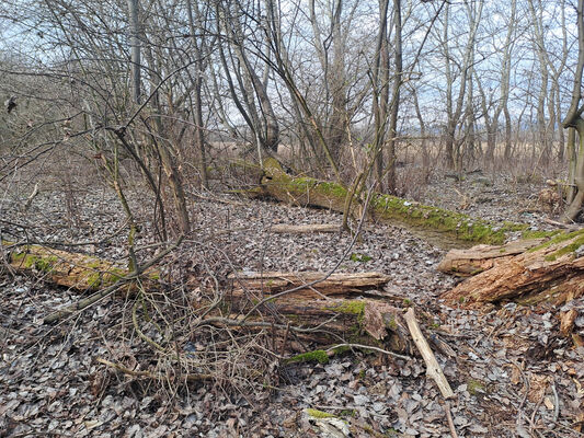 Zalužice, 15.2.2025
Červený majer - topolový remízek. 
Klíčová slova: Zalužice Červený majer Dirrhagofarsus modestus attenuatus