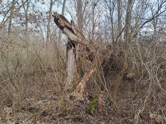 Zalužice, 12.2.2025
Topolový remízek u Zemplínské Šíravy.
Klíčová slova: Zalužice Pod orieškami