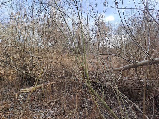 Zalužice, 12.2.2025
Topolový remízek u Zemplínské Šíravy.
Klíčová slova: Zalužice Pod orieškami Dirrhagofarsus attenuatus