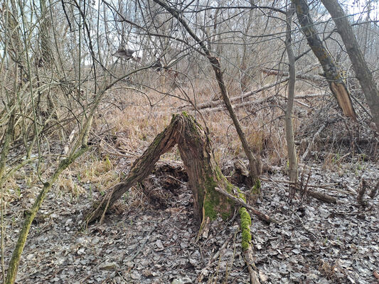 Zalužice, 12.2.2025
Topolový remízek u Zemplínské Šíravy.
Klíčová slova: Zalužice Pod orieškami