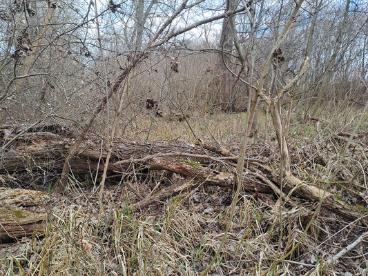 Zalužice, 12.2.2025
Topolový remízek u Zemplínské Šíravy.
Klíčová slova: Zalužice Pod orieškami Dirrhagofarsus attenuatus