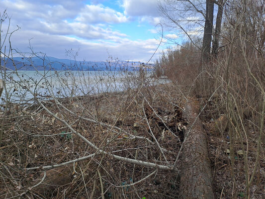 Zalužice, 12.2.2025
Topolový remízek u Zemplínské Šíravy.
Klíčová slova: Zalužice Pod orieškami Zemplínská Šírava Dirrhagofarsus attenuatus