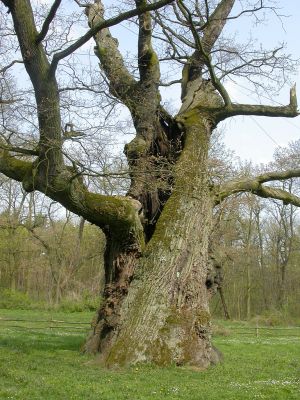 Památné duby
Největším Rogalinským dubem je Rus.

