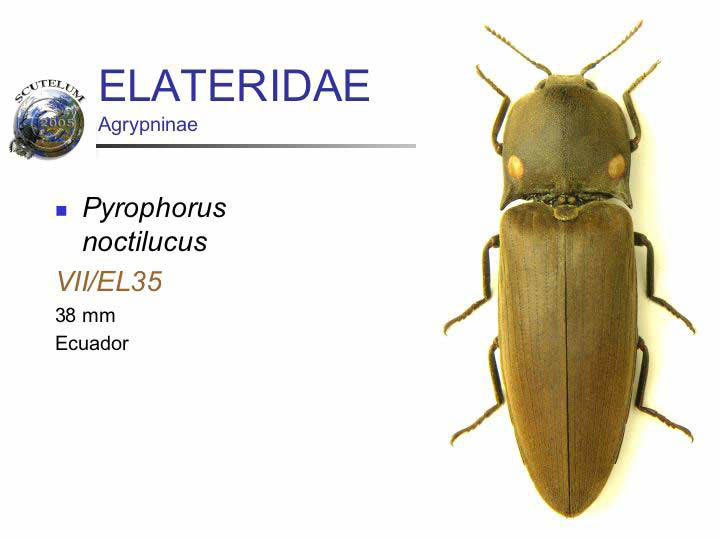 Pyrophorus noctilucus