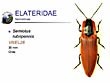 Semiotus rubripennis